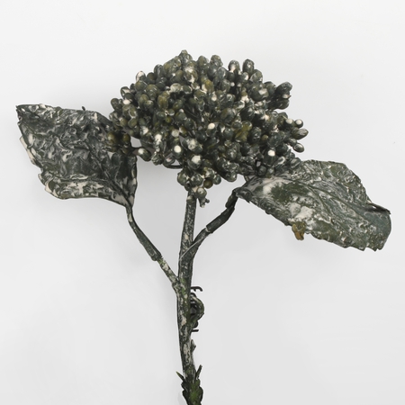 Viburnum