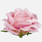 Pink/Green Edge (W708-07)