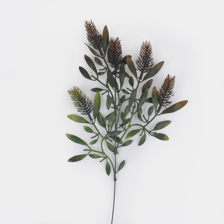 Forest mistletoe