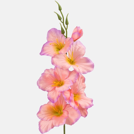 Satin gladiolus