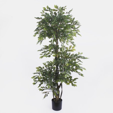 Ficus 1.80 m