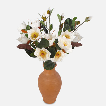 Magnolia