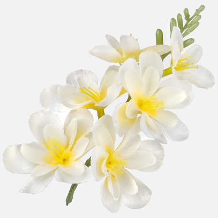 Satin freesia