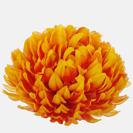 Chrysanthemum XL