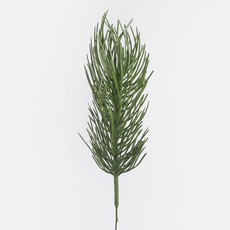 Pine twig