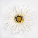 Autumn Cream (W539-08)