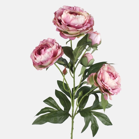 Peony