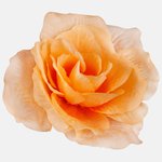 Lt. Orange (W646-11)