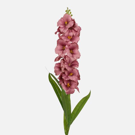 Gillyflower