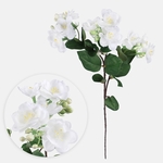 White (G479-01)