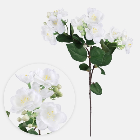 Jasmine