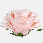 Lt. Peach (W708-22)