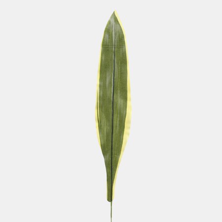 Dracaena leaf