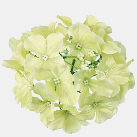 Satin hydrangea