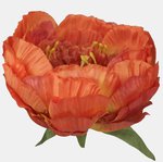 Dk. Orange (W689-22)