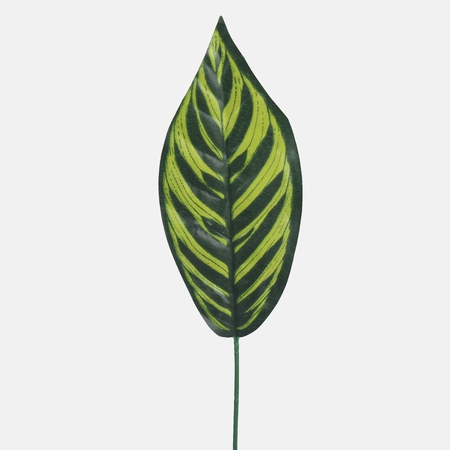 Croton single leaf