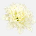 Cream/Green (W536-02)