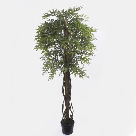 Ficus 2,15 m