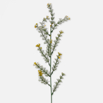 Green/Yellow Edge (A685-01)