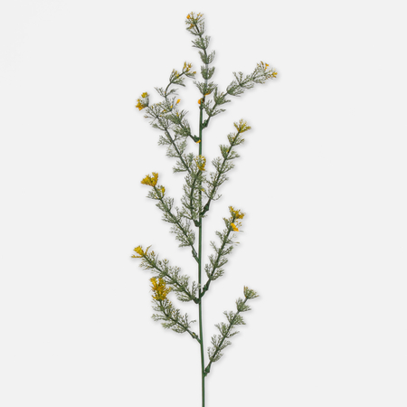 Field horsetail