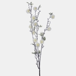 White (F138-01)