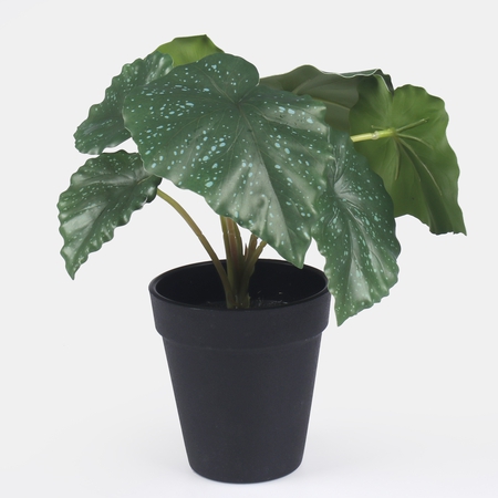Begonia in pot