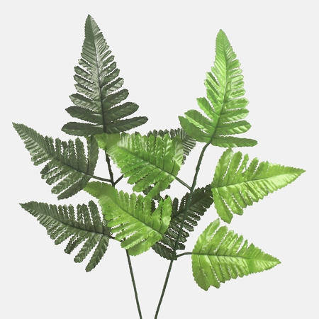 Boston fern single branch