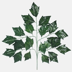 Dk. Green (F180-01)