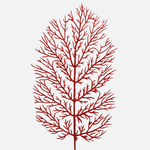 Red (S673-03)