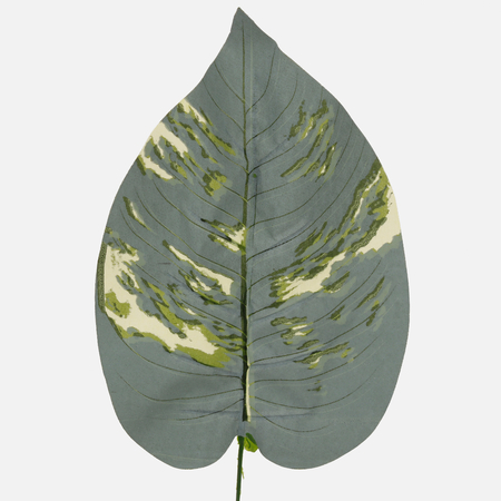 Hosta leaf
