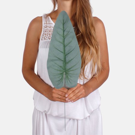 Anthurium leaf