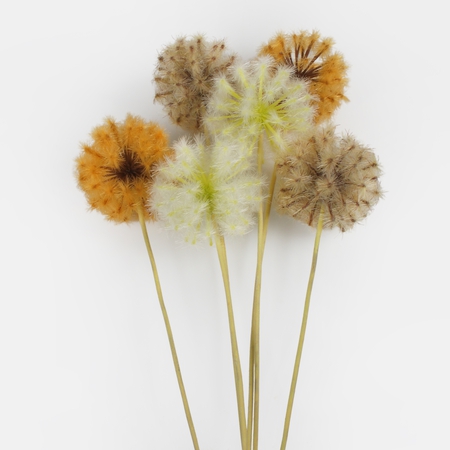 Dandelion single twig