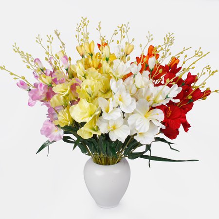 Gladiolus x 5