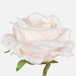 Cream/Pink/Green Edge (W708-08)