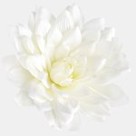 T.T. Cream (W537-01)