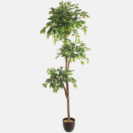 Ficus 2.20 m