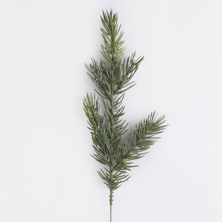 Spruce twig