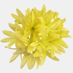 Yellow (W604-03)