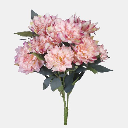 Peony