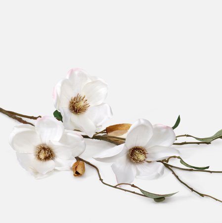 Magnolia x 3