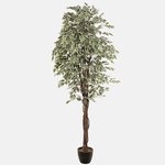 Variegated (D072ZV)