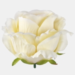 Yellow (W697-02)