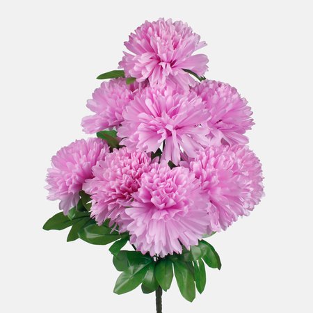 Chrysantemum x 9