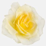 T.T. Yellow (W646-06)