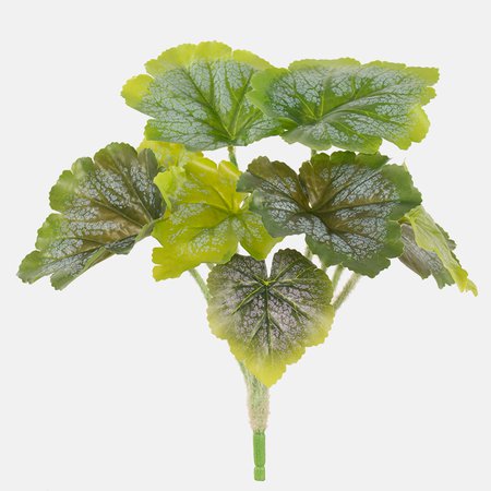 Begonia