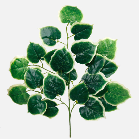 Linden