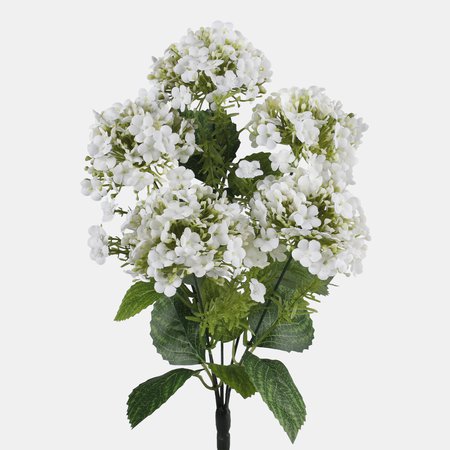 Viburnum x 5