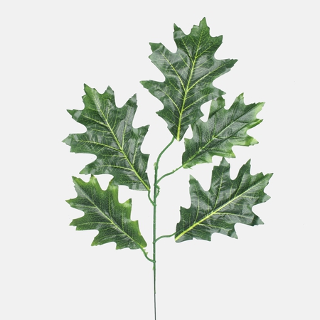 Oak