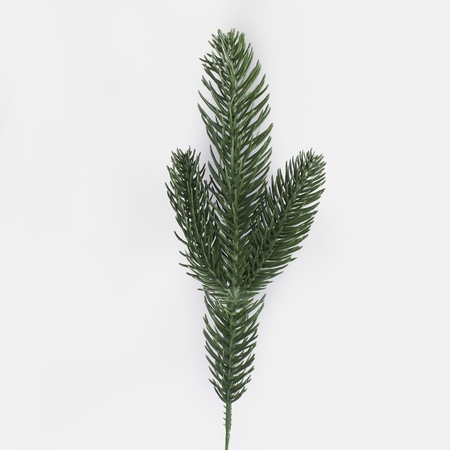 Spruce twig