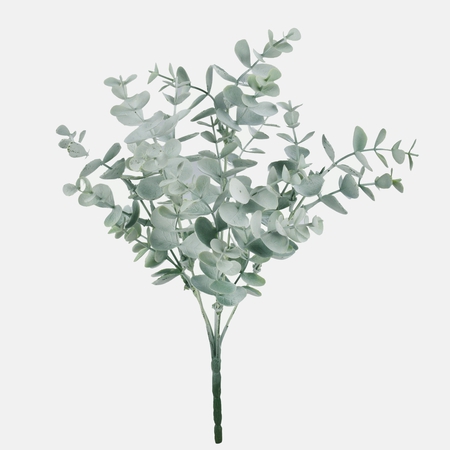 Eucalyptus